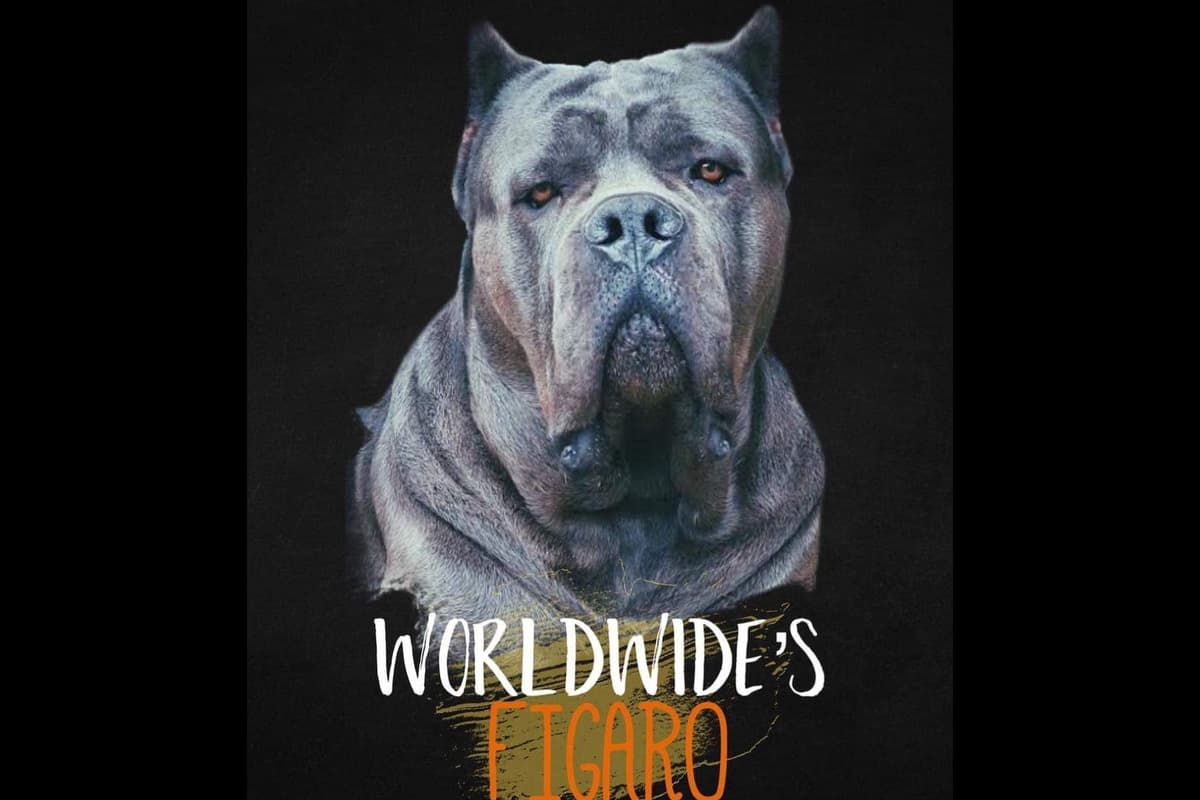 Cane Corso Puppies breeder image 10