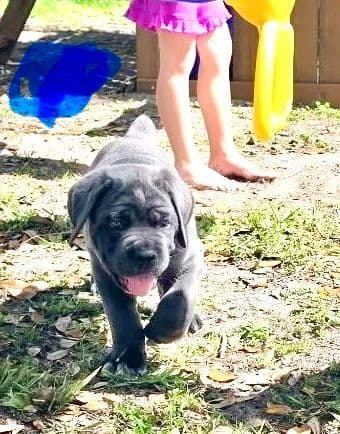 Cane Corso Puppies media 2