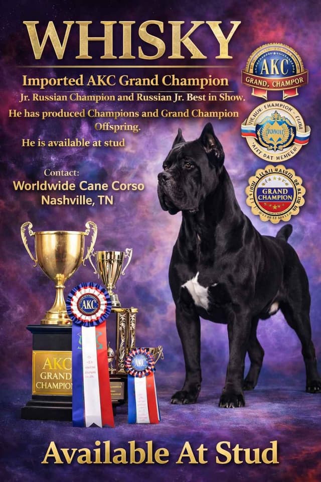 Cane Corso Puppies media 3