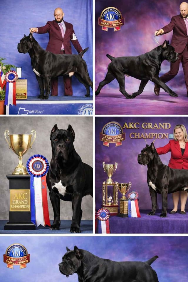 Cane Corso Puppies media 4