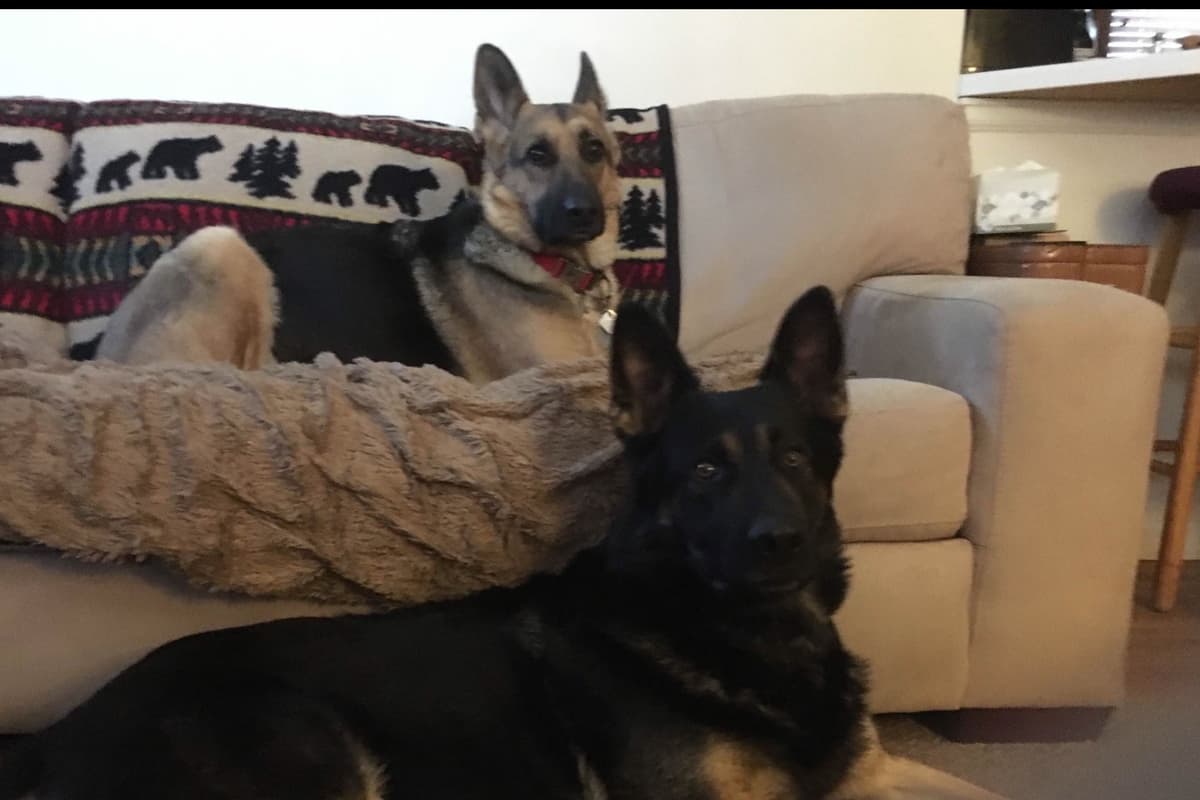 German Shepherd Dog Puppies breeder image 1