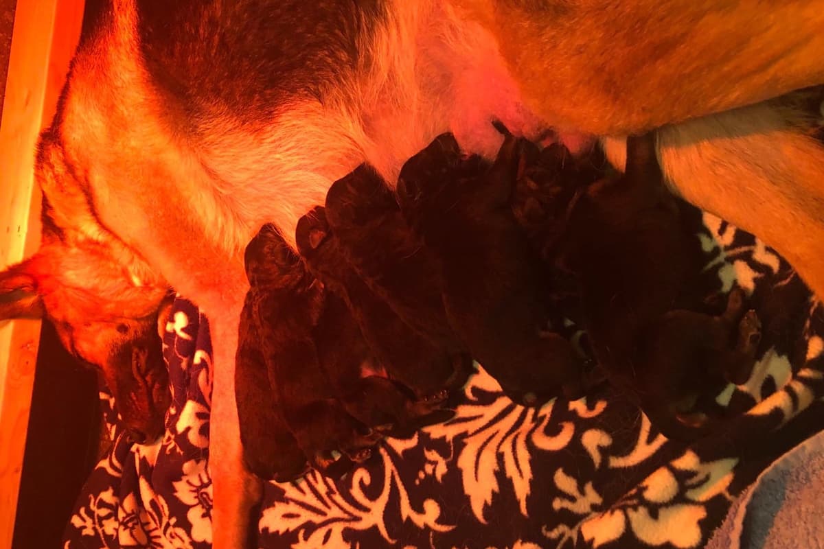 German Shepherd Dog Puppies breeder image 2