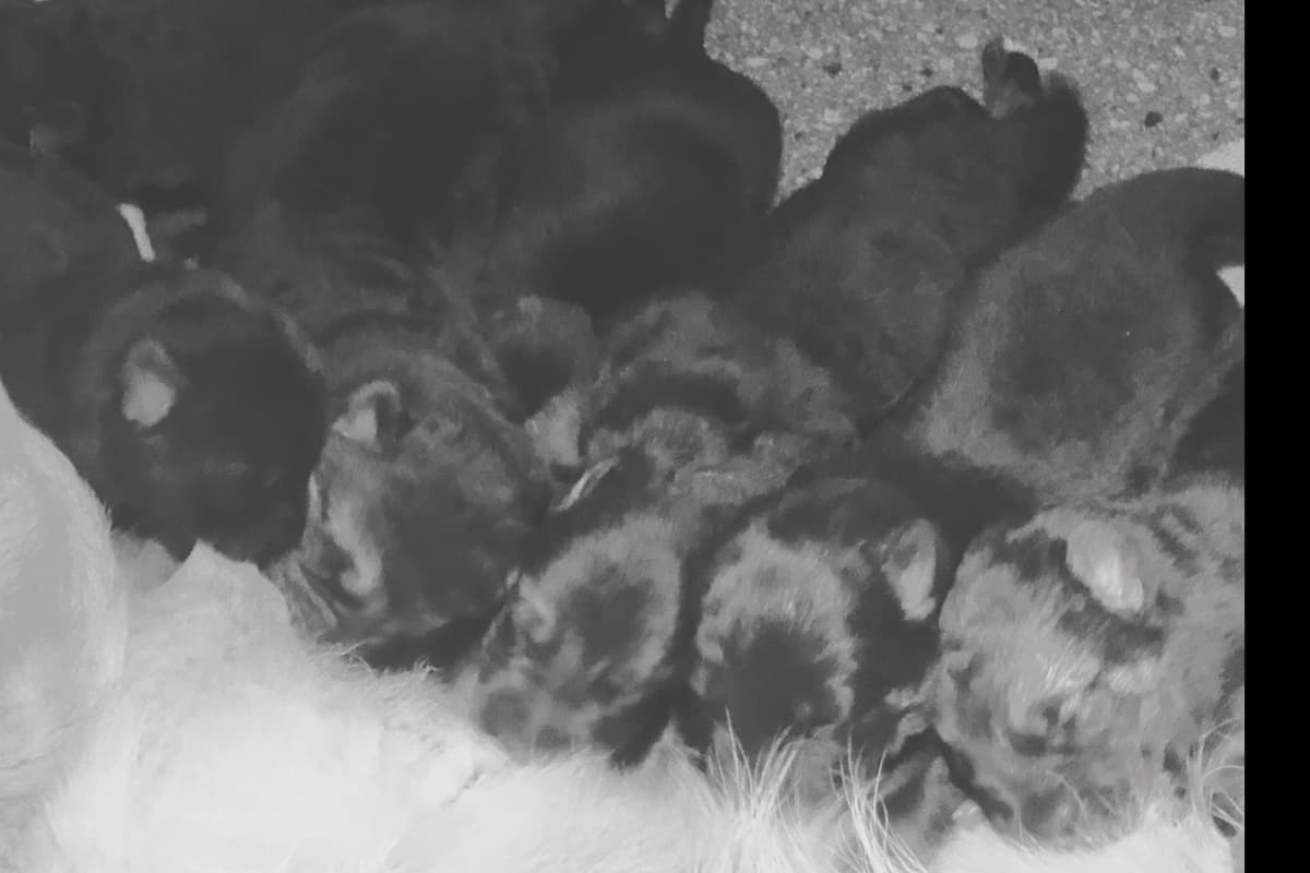 German Shepherd Dog Puppies breeder image 5