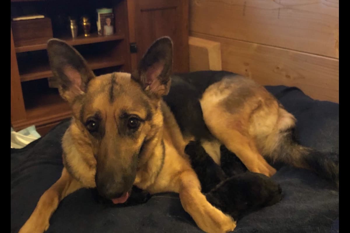 German Shepherd Dog Puppies breeder image 6