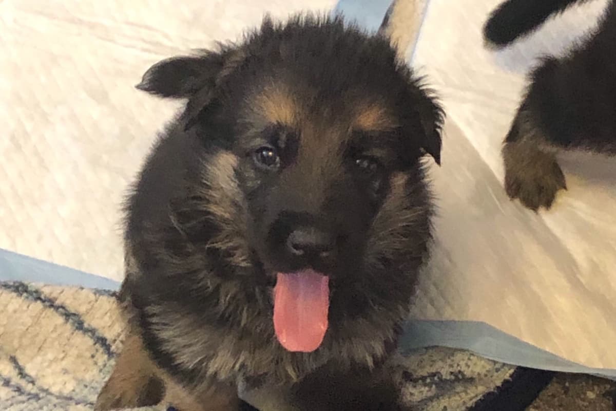 German Shepherd Dog Puppies breeder image 13