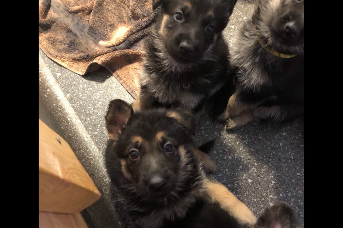 German Shepherd Dog Puppies breeder image 17