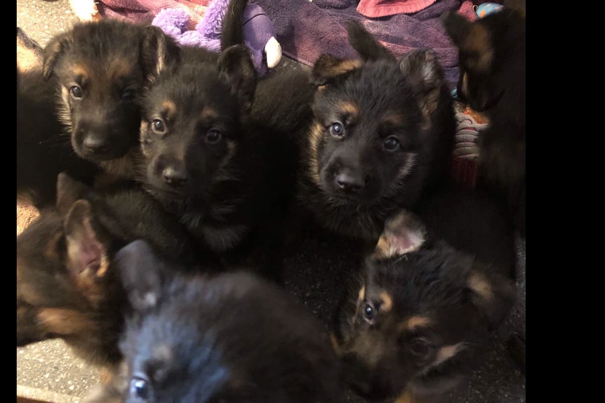 German Shepherd Dog Puppies breeder image 18