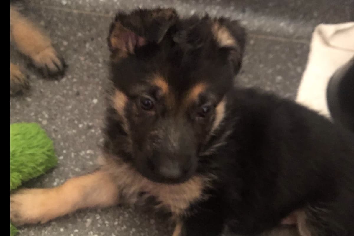 German Shepherd Dog Puppies breeder image 20