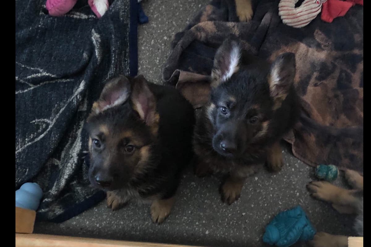 German Shepherd Dog Puppies breeder image 21
