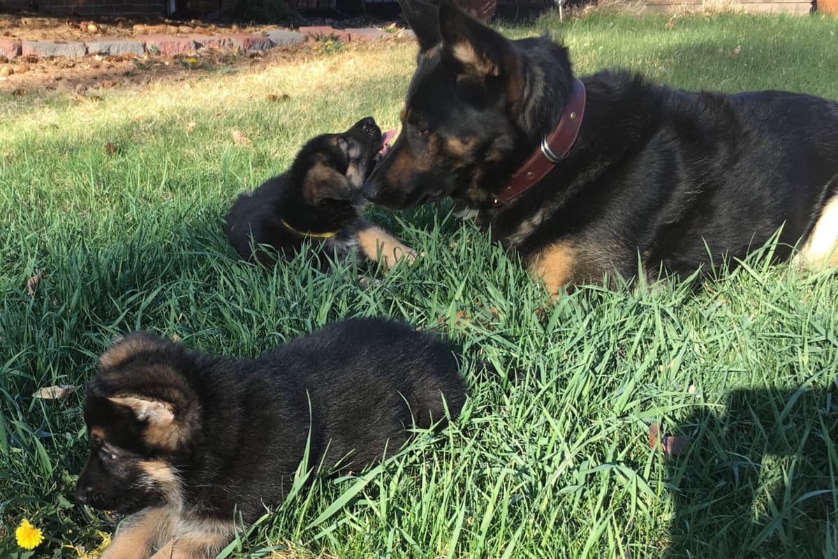 German Shepherd Dog Puppies breeder image 23