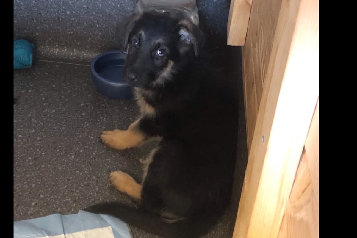 German Shepherd Dog Puppies breeder image 27