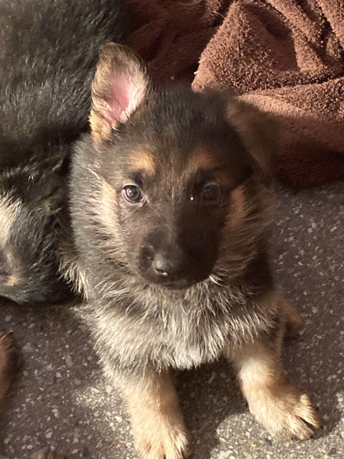 German Shepherd Dog Puppies breeder image 29
