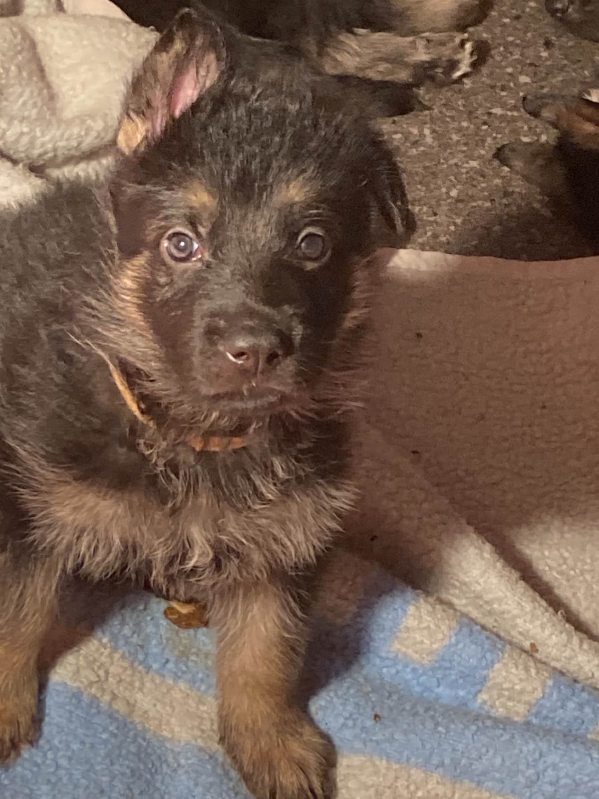 German Shepherd Dog Puppies breeder image 30
