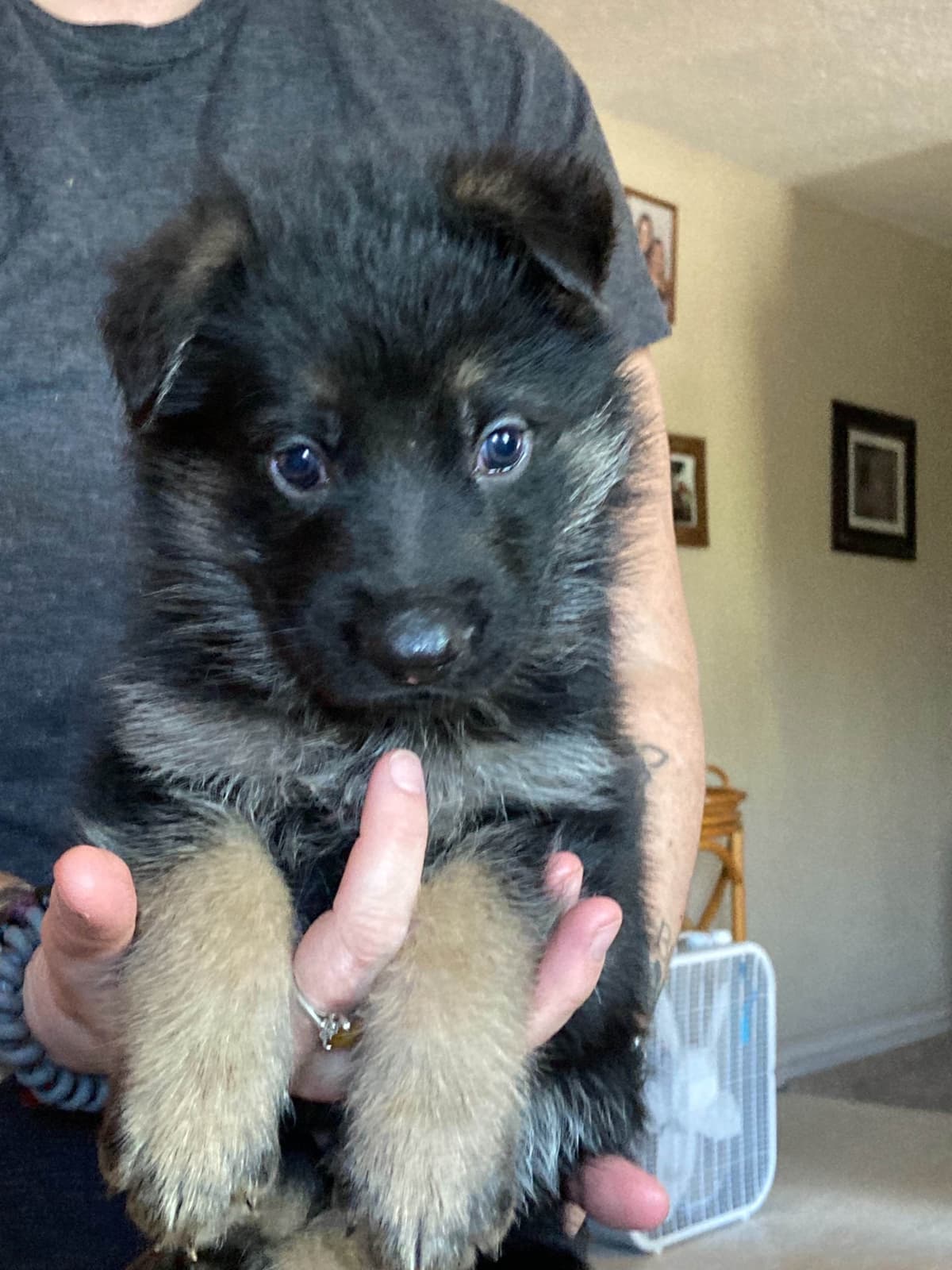 German Shepherd Dog Puppies breeder image 31