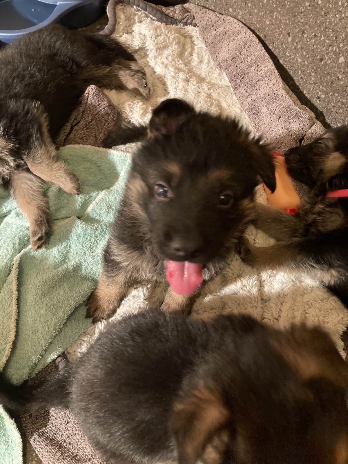 German Shepherd Dog Puppies breeder image 32