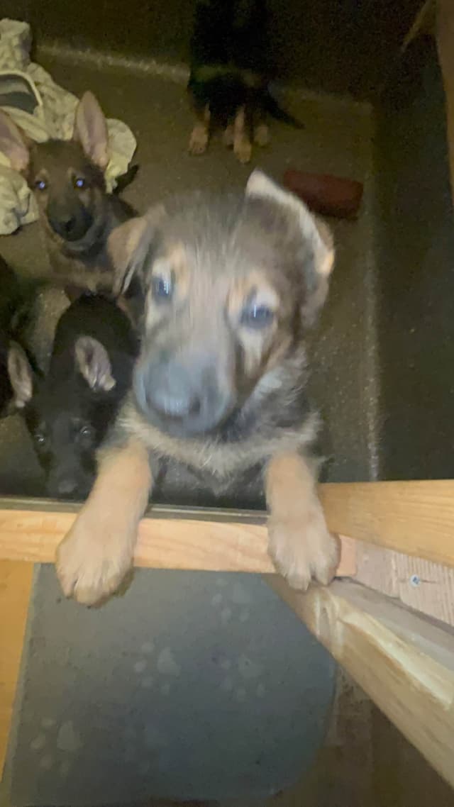 German Shepherd Dog Puppies media 3