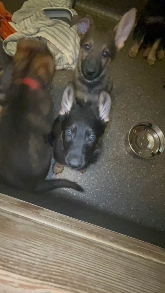 German Shepherd Dog Puppies media 5