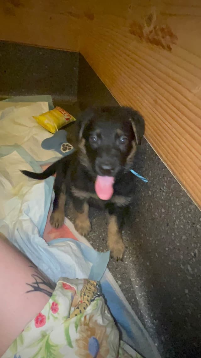 German Shepherd Dog Puppies media 4