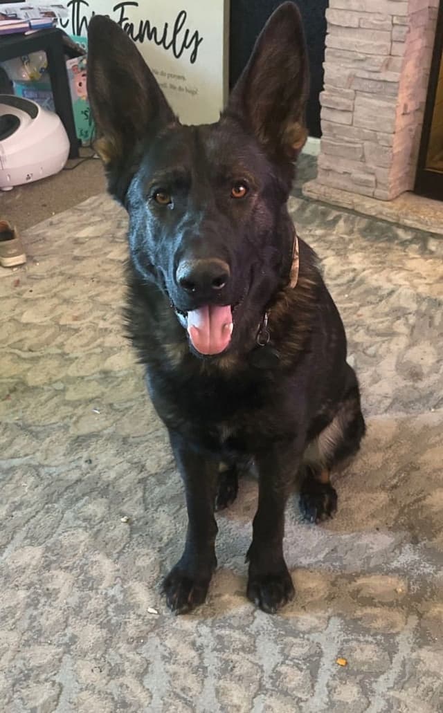 German Shepherd Dog Puppies media 6