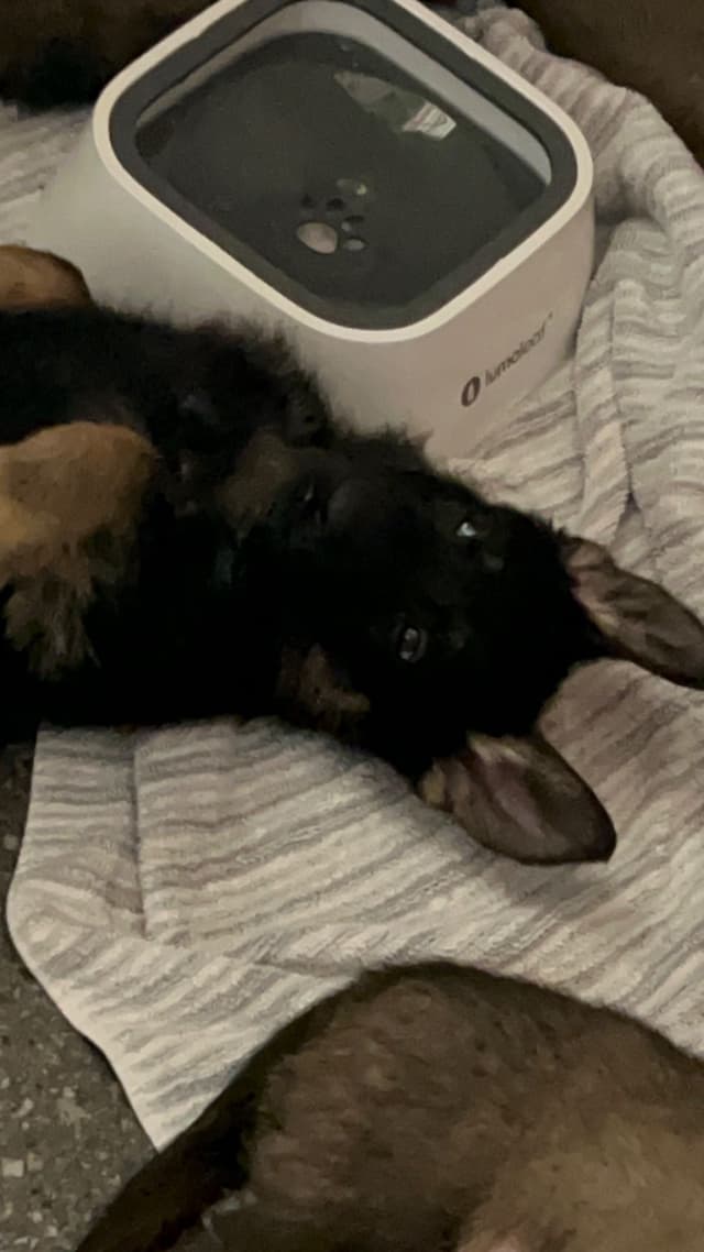 German Shepherd Dog Puppies media 7