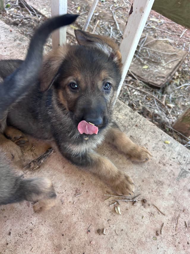 German Shepherd Dog Puppies media 8