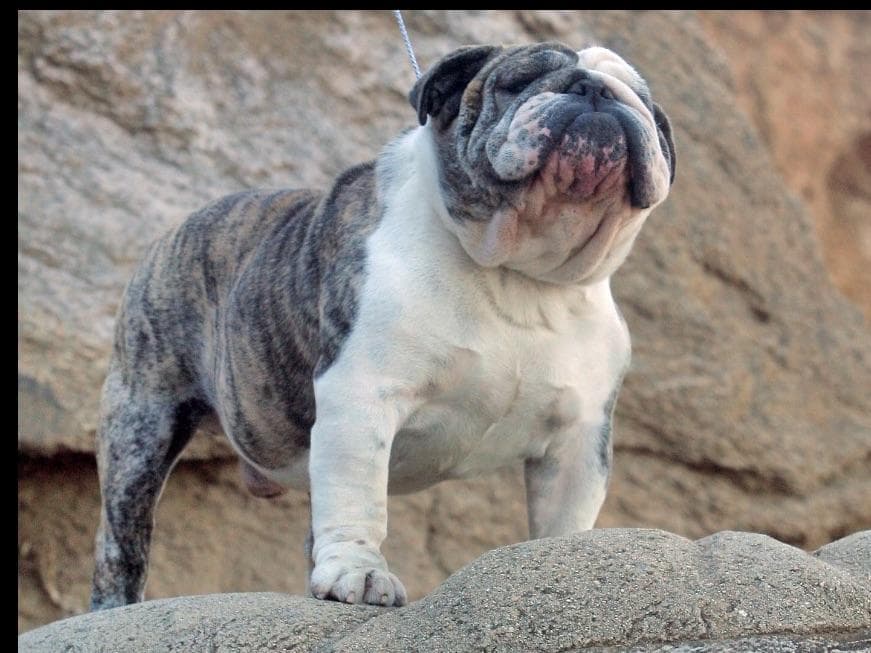 Bulldog Puppies breeder image 1
