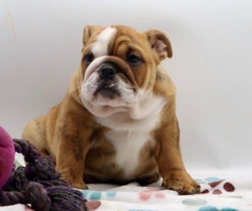 Bulldog Puppies media 14