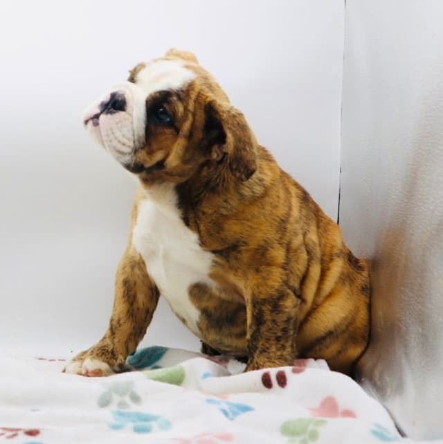 Bulldog Puppies media 5
