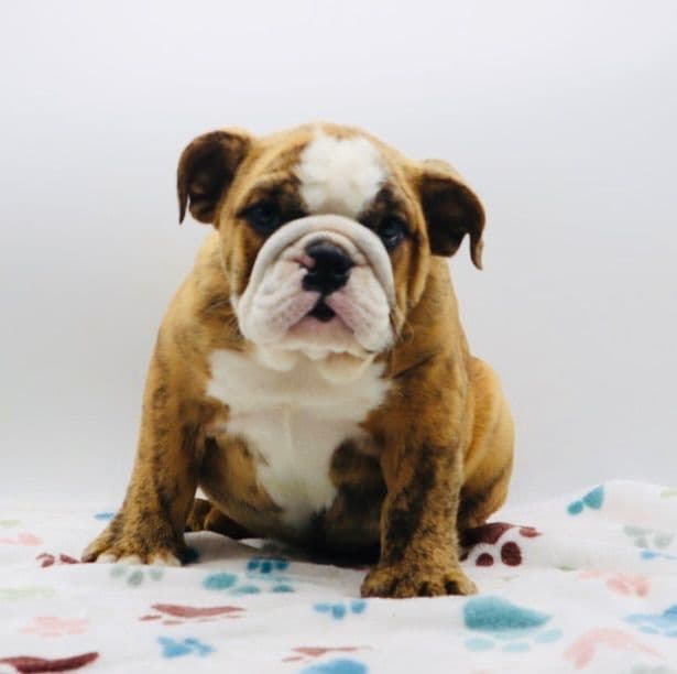 Bulldog Puppies media 15