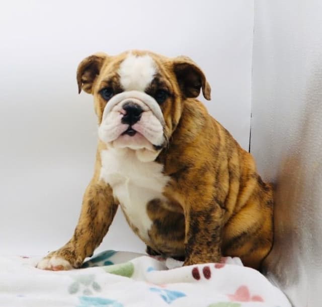 Bulldog Puppies media 2