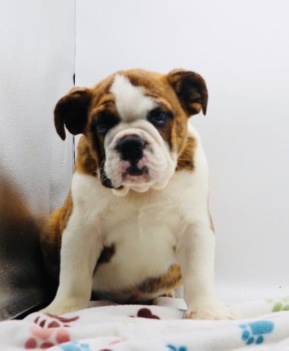 Bulldog Puppies media 3