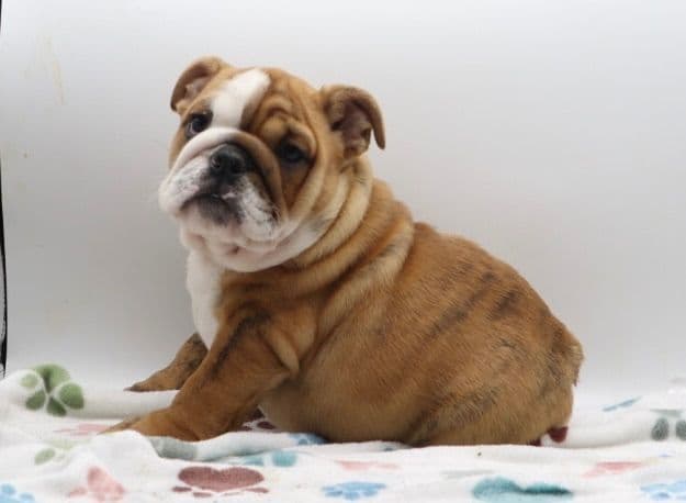 Bulldog Puppies media 6