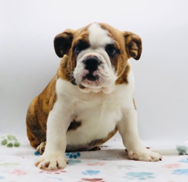 Bulldog Puppies media 8