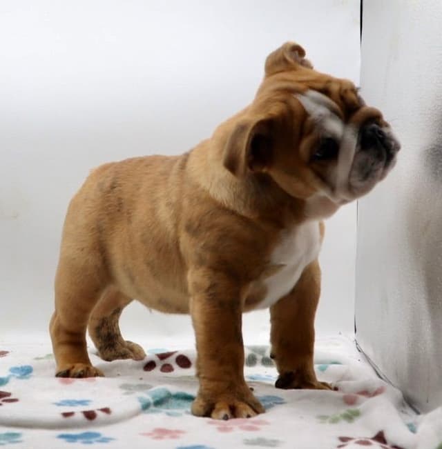 Bulldog Puppies media 4