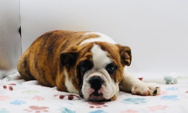 Bulldog Puppies media 7