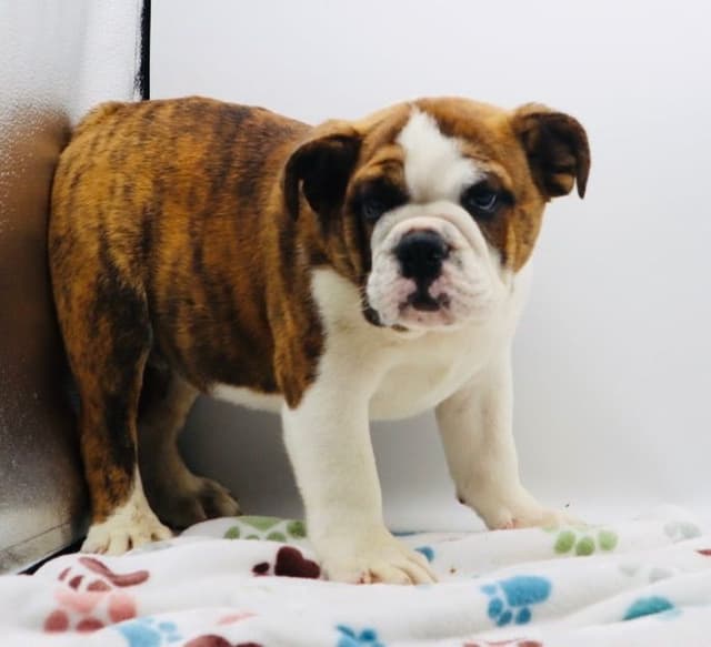 Bulldog Puppies media 9