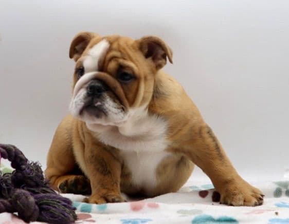 Bulldog Puppies media 18