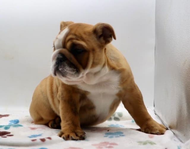 Bulldog Puppies media 11
