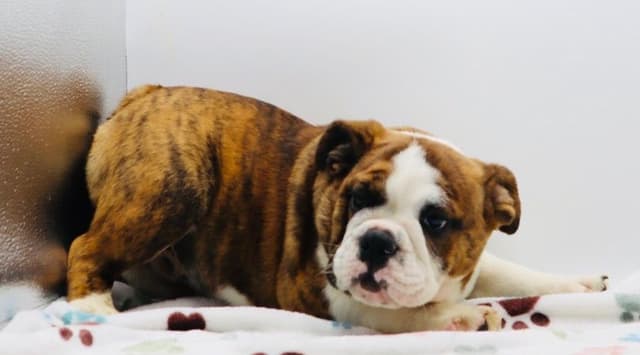 Bulldog Puppies media 10