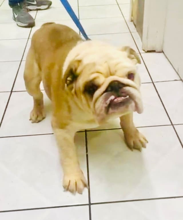 Bulldog Puppies media 12