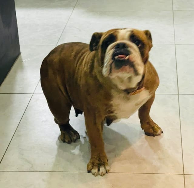 Bulldog Puppies media 13