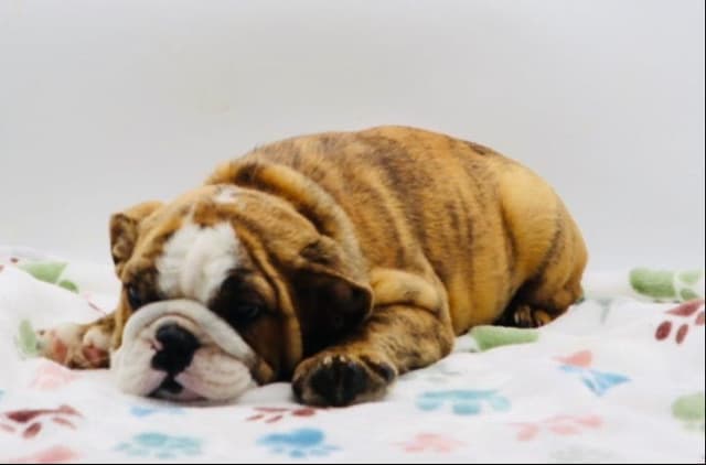 Bulldog Puppies media 16
