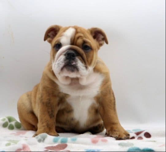 Bulldog Puppies media 17
