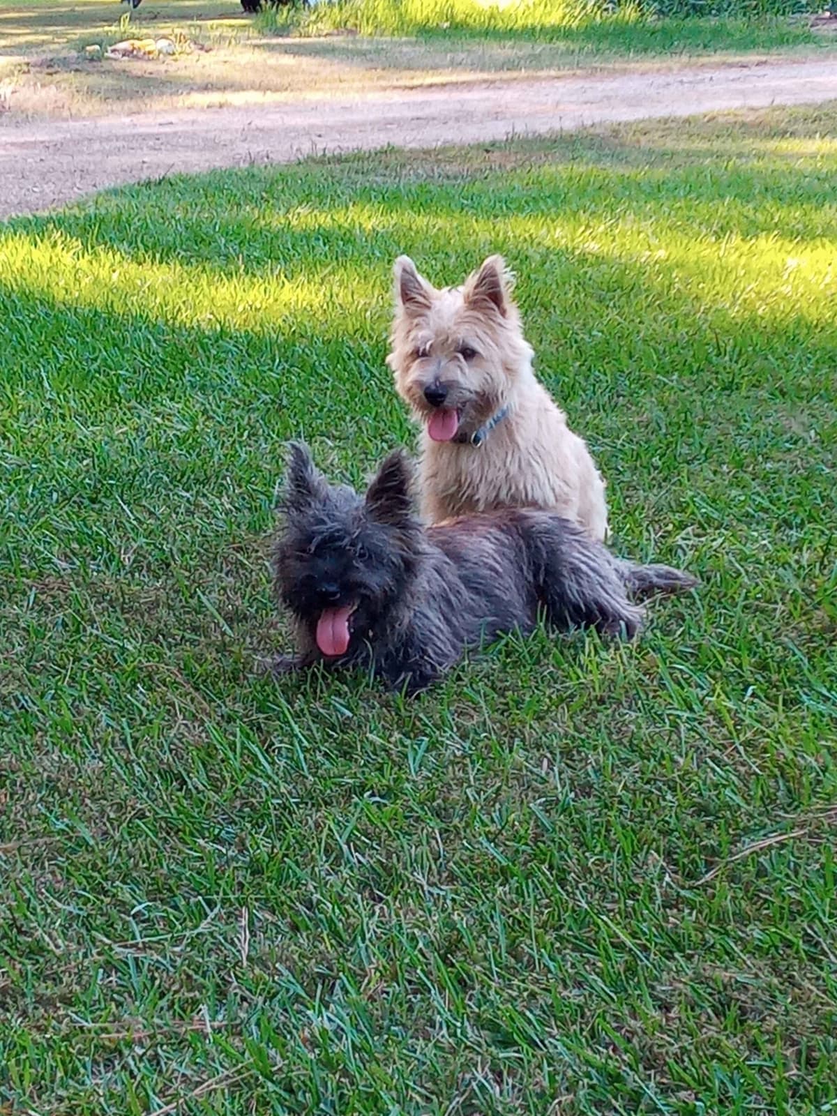 Cairn Terrier Puppies breeder image 1