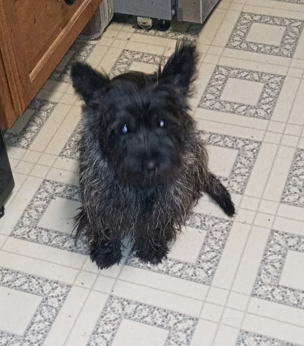 Cairn Terrier Puppies breeder image 2