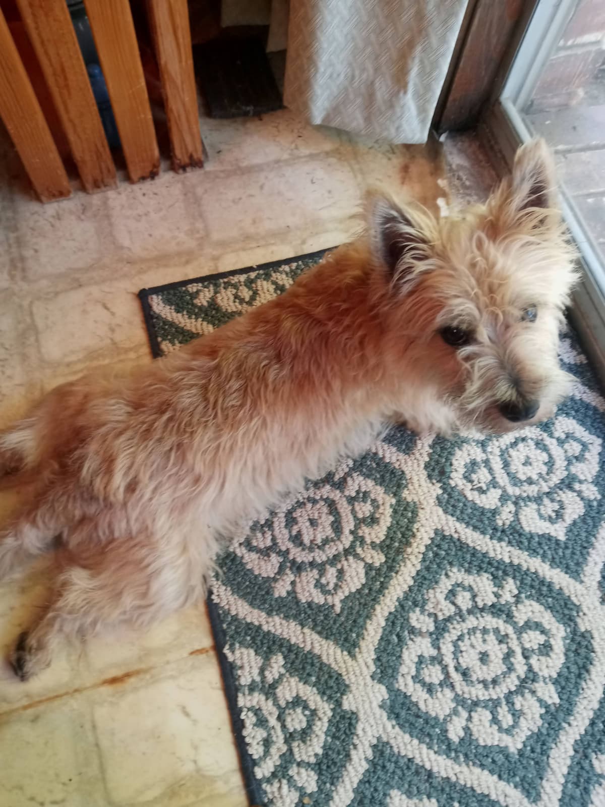 Cairn Terrier Puppies breeder image 3