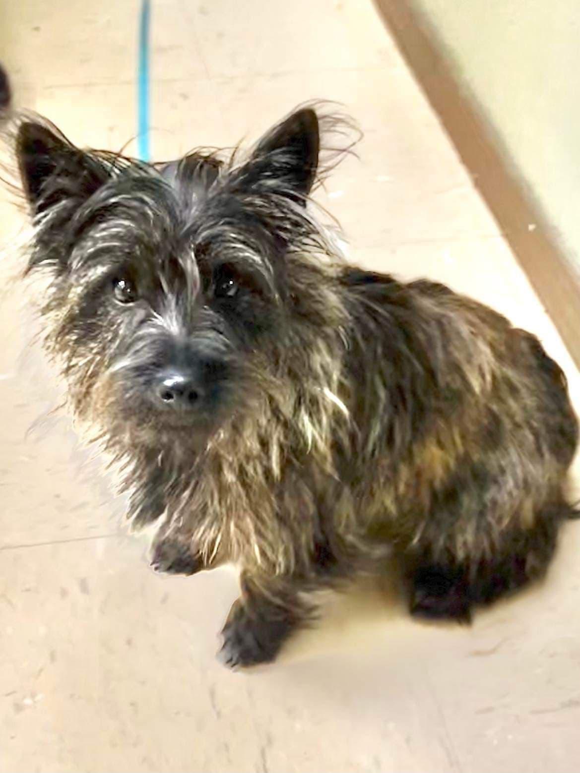 Cairn Terrier Puppies breeder image 5