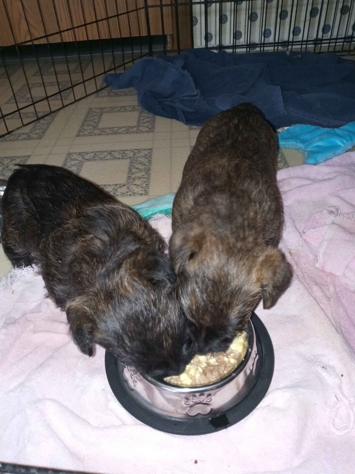 Cairn Terrier Puppies breeder image 4