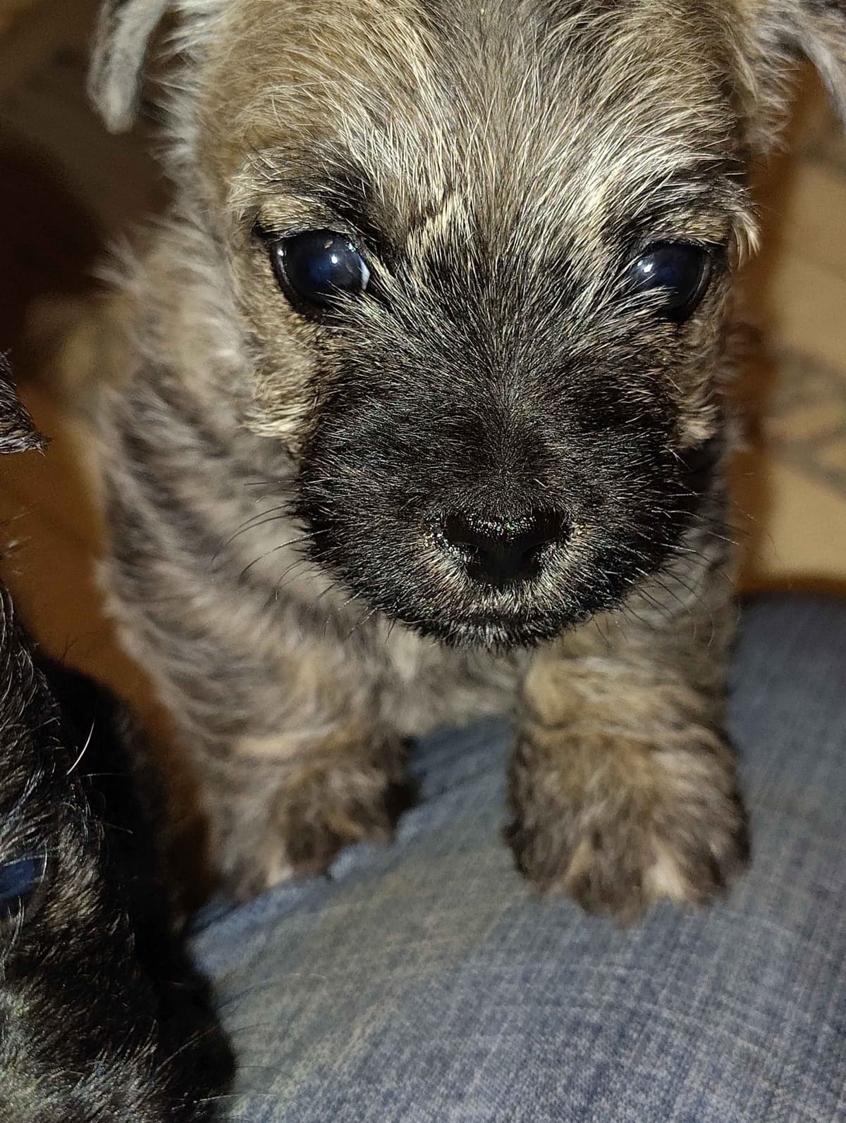 Cairn Terrier Puppies breeder image 6