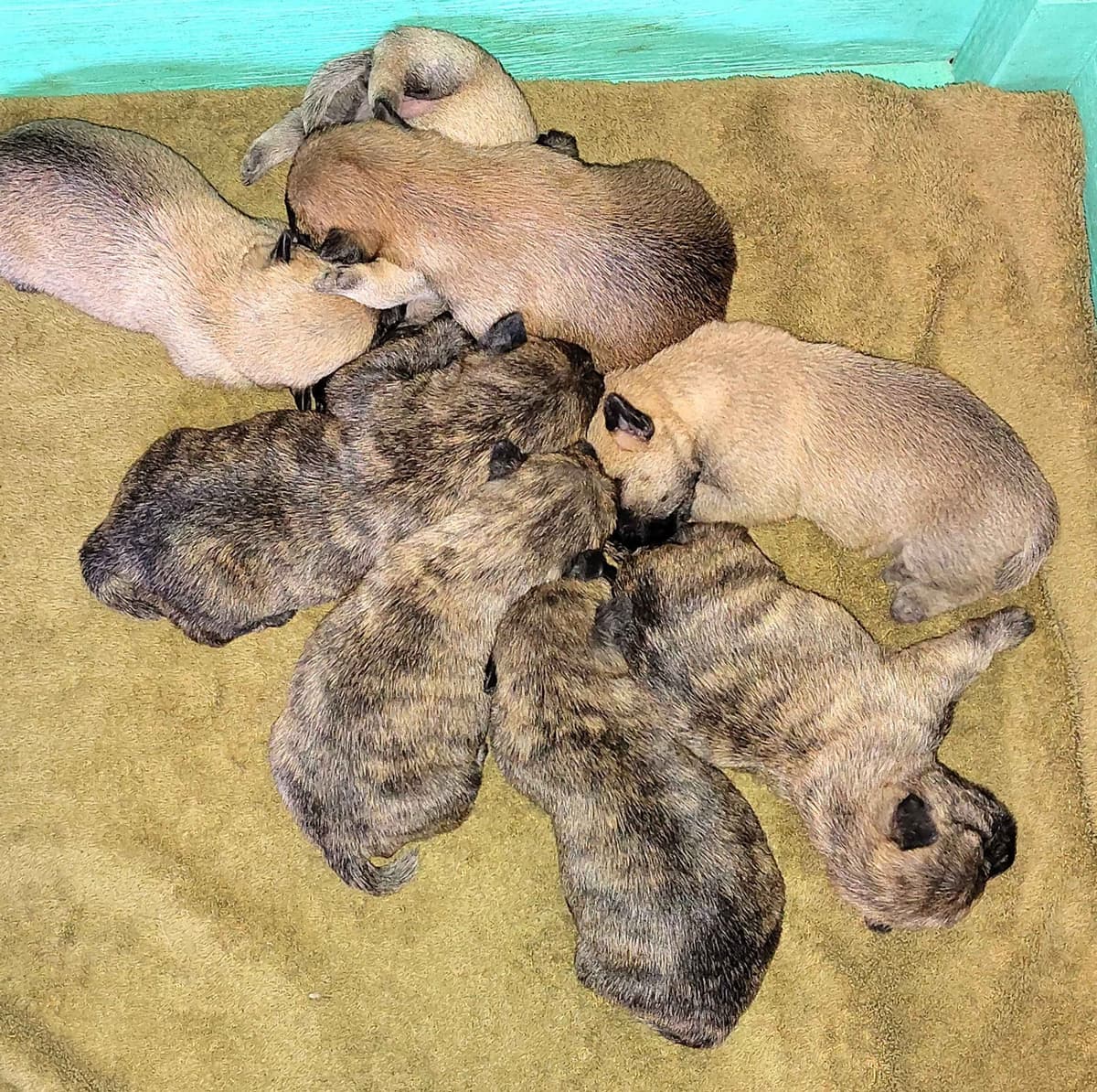 Cairn Terrier Puppies breeder image 7